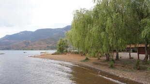 湖畔垂柳风景如画