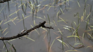 水中枯枝与摇曳水草