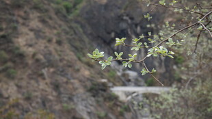 山间溪流旁的葱郁植物