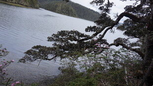 湖畔树枝与静谧湖水景色