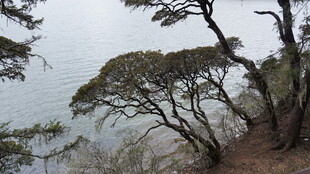 湖畔松景