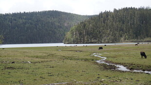 草原湖畔的悠闲牧场景象