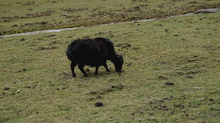 草原上的黑牦牛