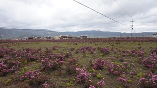 草原上绽放的紫色花朵