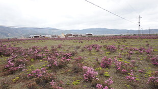 紫色花海田园风光景色