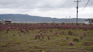 田野中的动物养殖场景