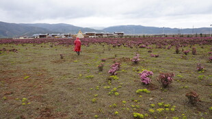 田野中红衣人赏多彩花卉