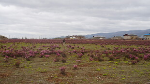 紫色花海中的开阔田园风光