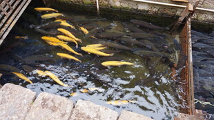 池塘中的金色锦鲤