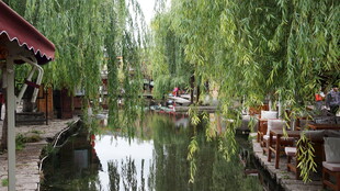 江南水乡河畔垂柳美景