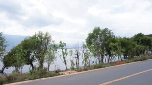 公路旁的湖景与绿树
