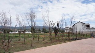 乡村田野旁的宁静道路