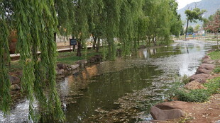 河畔垂柳成荫的宁静景致