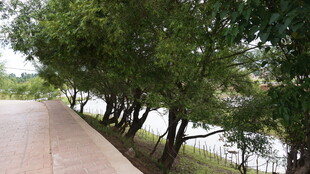 河边林荫小道风景