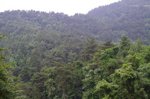山林葱郁的自然美景