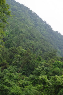 翠绿山峦 繁茂植被景观