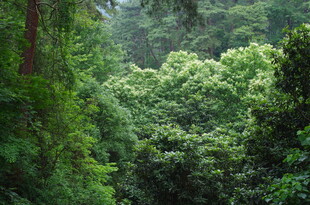 茂密森林绿意盎然景象