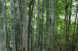 翠绿竹林 自然清新景致