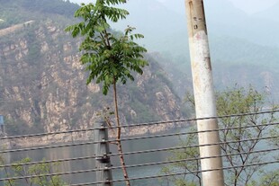 石林峡山间小树与电线杆景象