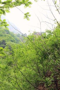 石林峡山林绿意盎然的自然景致