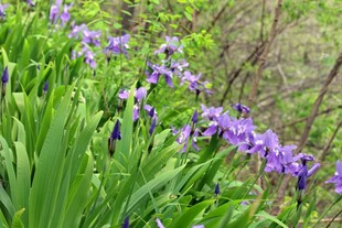 紫色鸢尾花绽放于绿野