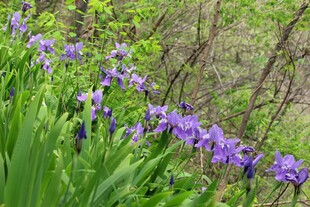 林间绽放的紫色鸢尾花