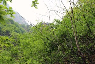 石林峡山林绿意盎然的自然景致