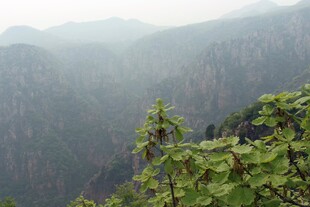 石林峡山间绿意盎然景色