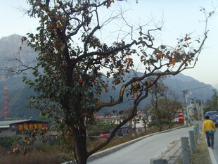 石林峡山间路旁枯树与行人景象