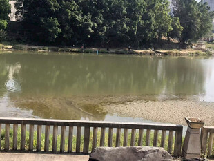 湖畔木栏旁的静谧景致