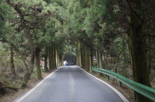 林间公路 静谧的自然之旅