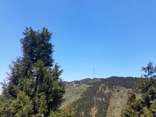 山林间挺拔的绿树蓝天