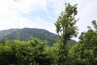 山林绿意 清新自然景致