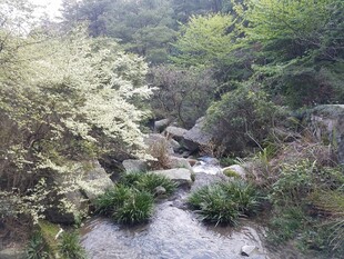 衡山山间溪流旁的绿意景致