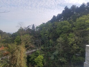 衡山山林葱郁景致
