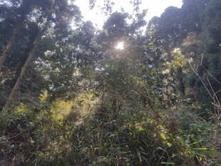 衡山阳光洒落的茂密森林