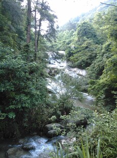 衡山山间溪流 绿意盎然的景致