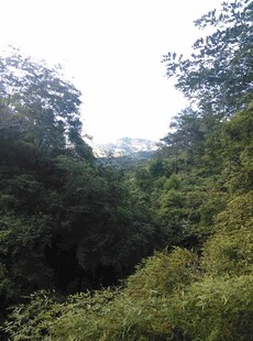 衡山山林绿意景观