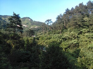 衡山山林葱郁的自然美景