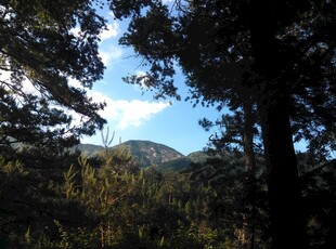 衡山林间远望蓝天青山