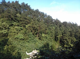 衡山山林茂密景观