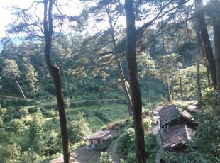 衡山山林中的露营场景