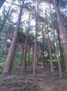 衡山阳光洒落的静谧松树林