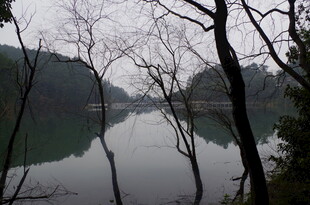 衡山湖畔枯树静景