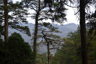 衡山山林间的静谧景致