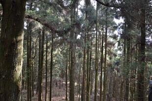衡山茂密松树林景观