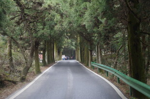 衡山林间幽径 绿意盎然的道路