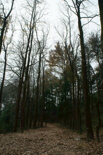 衡山冬日林间小道