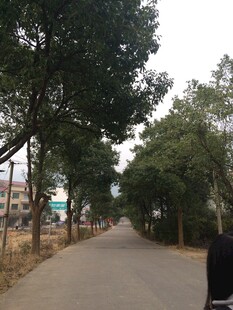 衡山林荫小道 静谧自然风景
