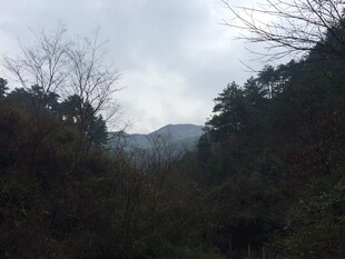 衡山山林景色 云雾缭绕的自然美